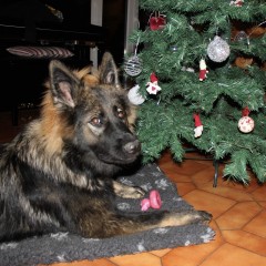 Noël 2021