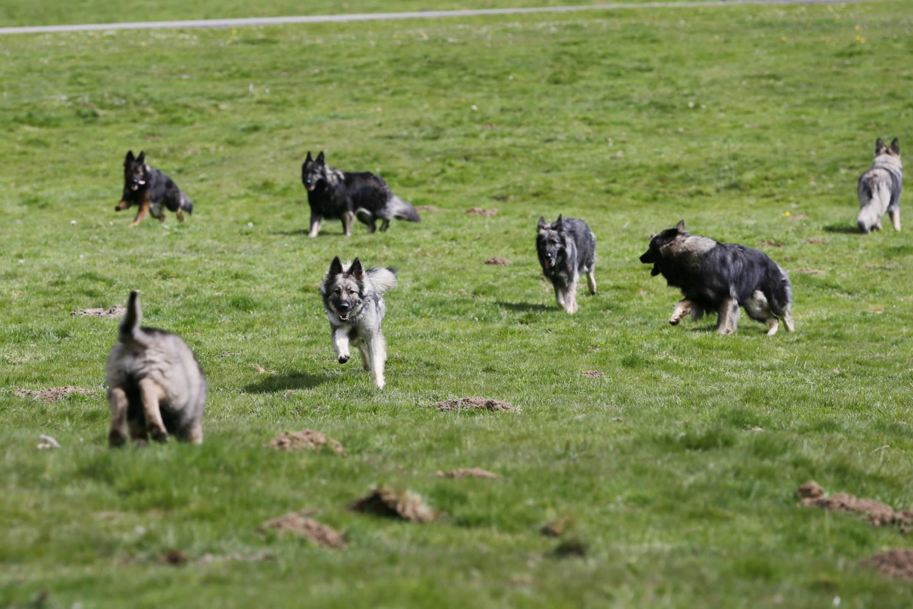 Plateau Du Benou Concours Chien De Berger