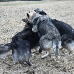 aIMG_0902