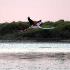 aIMG_0506