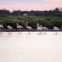 aIMG_0583