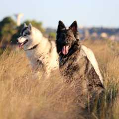aIMG_0850