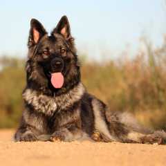 aIMG_0917