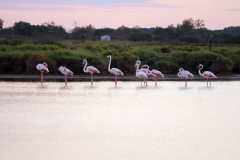 aIMG_0583