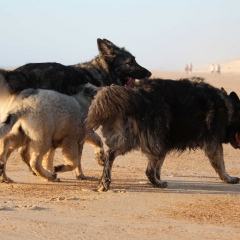 aIMG_9644