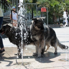 20116810_10214011926671490_3325155799752851971_o