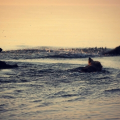 aIMG_0450