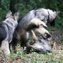 aIMG_0478