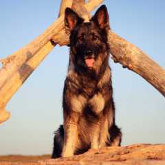 aIMG_0731