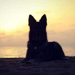 aIMG_2731
