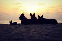 aIMG_2750