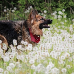 aIMG_6797