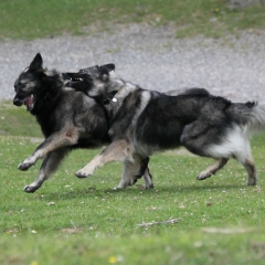 aIMG_4404a