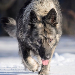 La Légende du Loup Noir