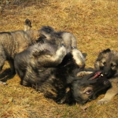 Première portée chez La Légende du Loup Noir (naissance d'Olkya qui se trouve à gauche)