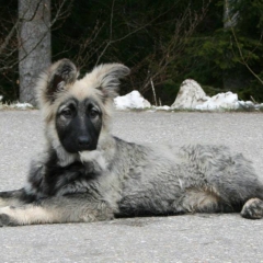 La Légende du Loup Noir