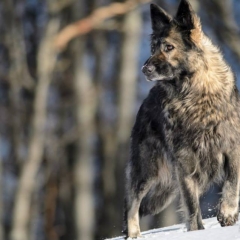 La Légende du Loup Noir