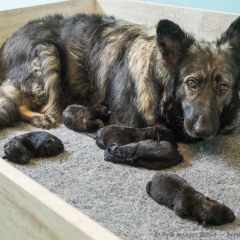 Troisième portée chez La Légende du Loup Noir