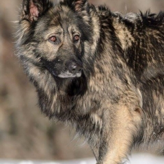 La Légende du Loup Noir