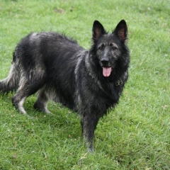 06.08.2015
