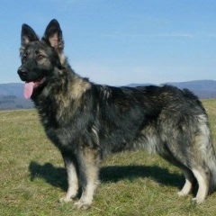La Légende du Loup Noir