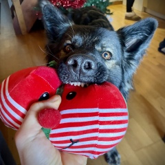 25.12.2024