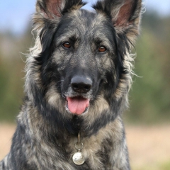 29.01.2019